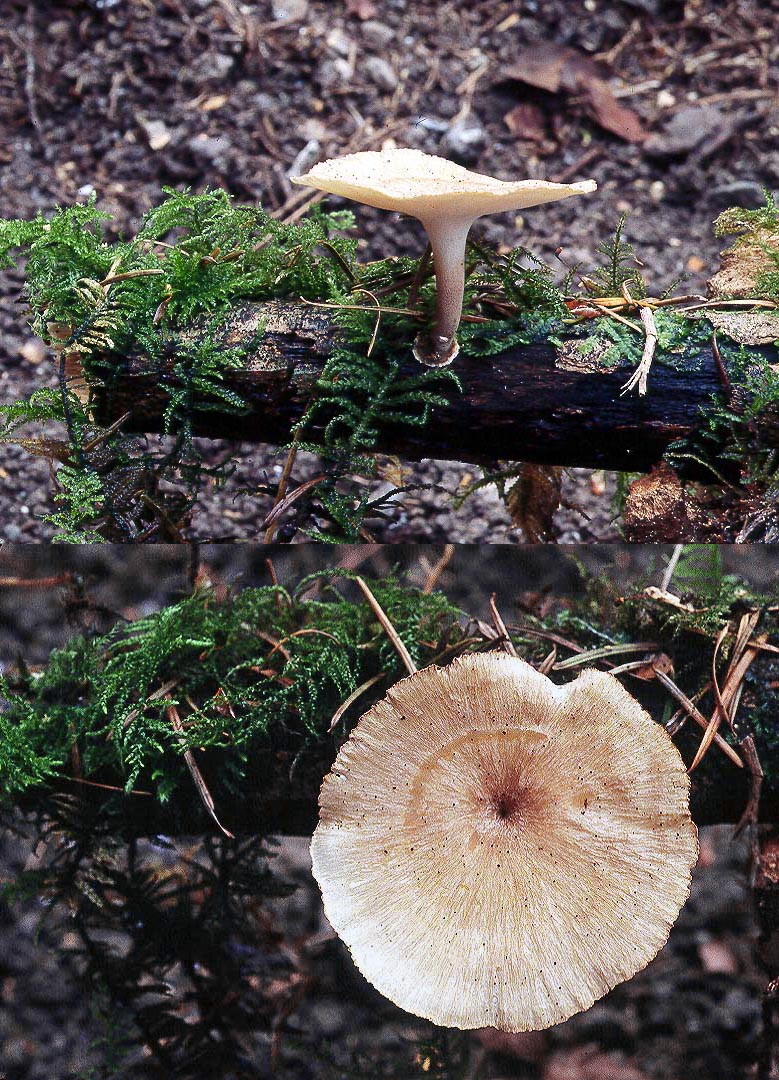 Polyporus arcularius